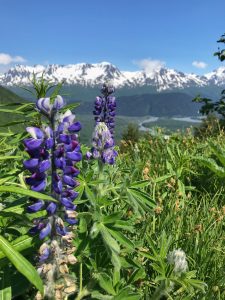 Alaska is awash in wildflowers like the Lupine in summer. by Ryan Glanzer