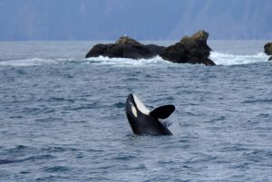 Orca whales put on a show for lucky tourist on a Kenai Fjord boat cruise by Ryan Glanzer